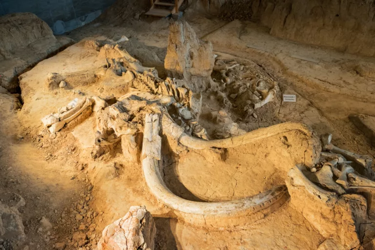 Waco Mammoth Skeleton