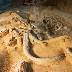 Mammoth Bones